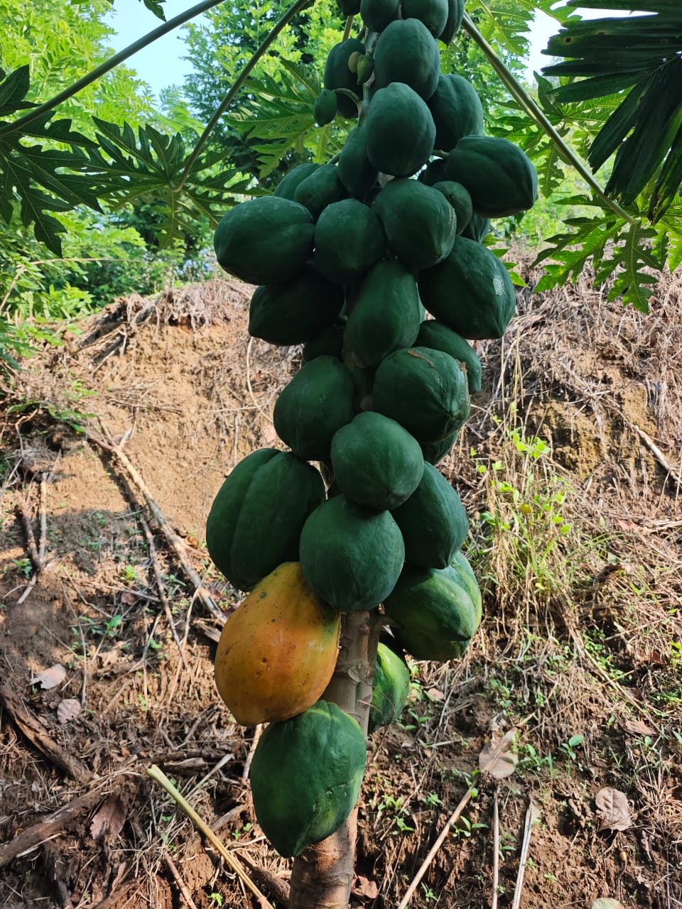 WhatsApp Image 2025-08-04 at 20.13.05_65a8af41