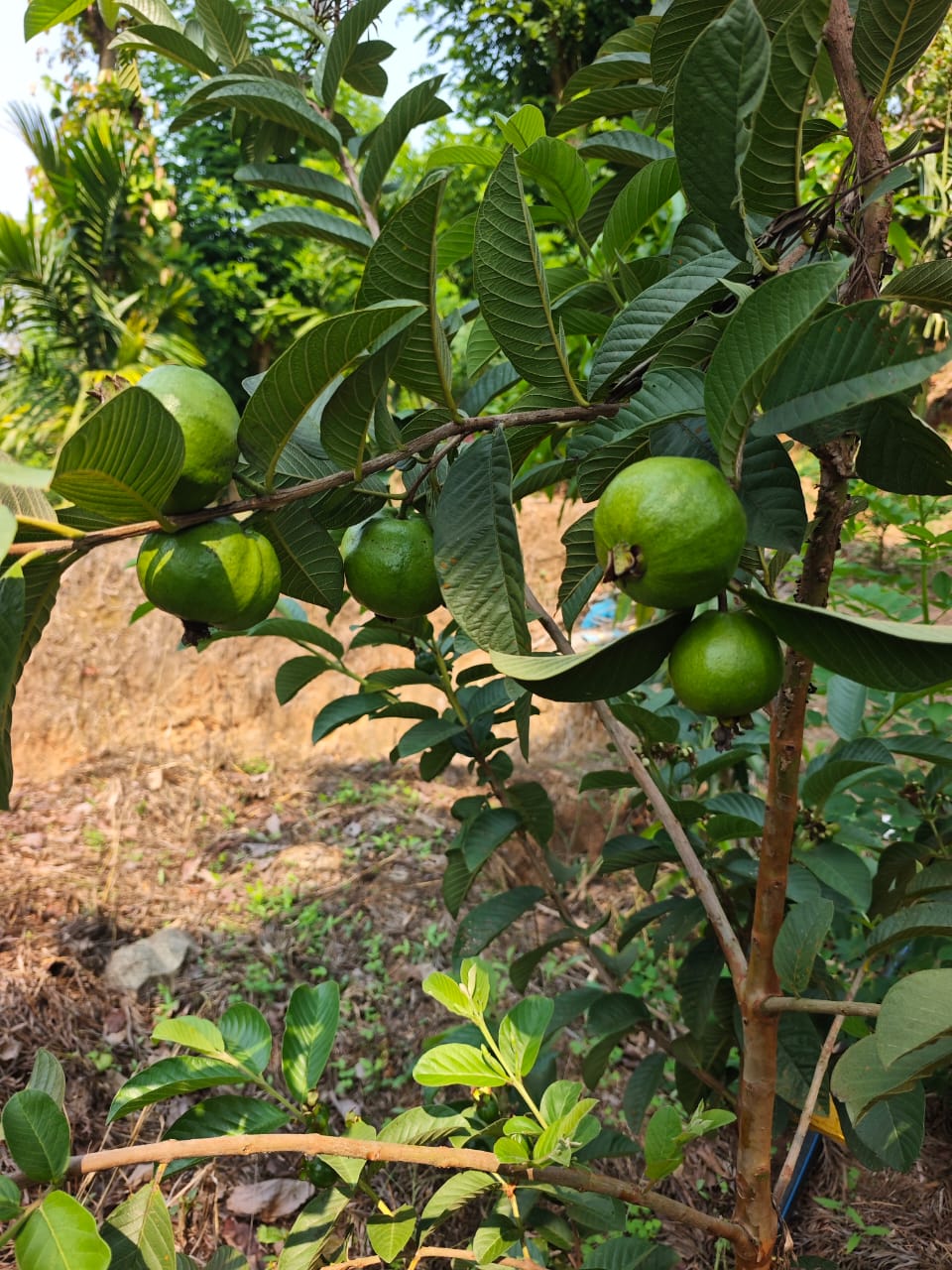 WhatsApp Image 2025-08-04 at 20.13.06_ac1aaa77