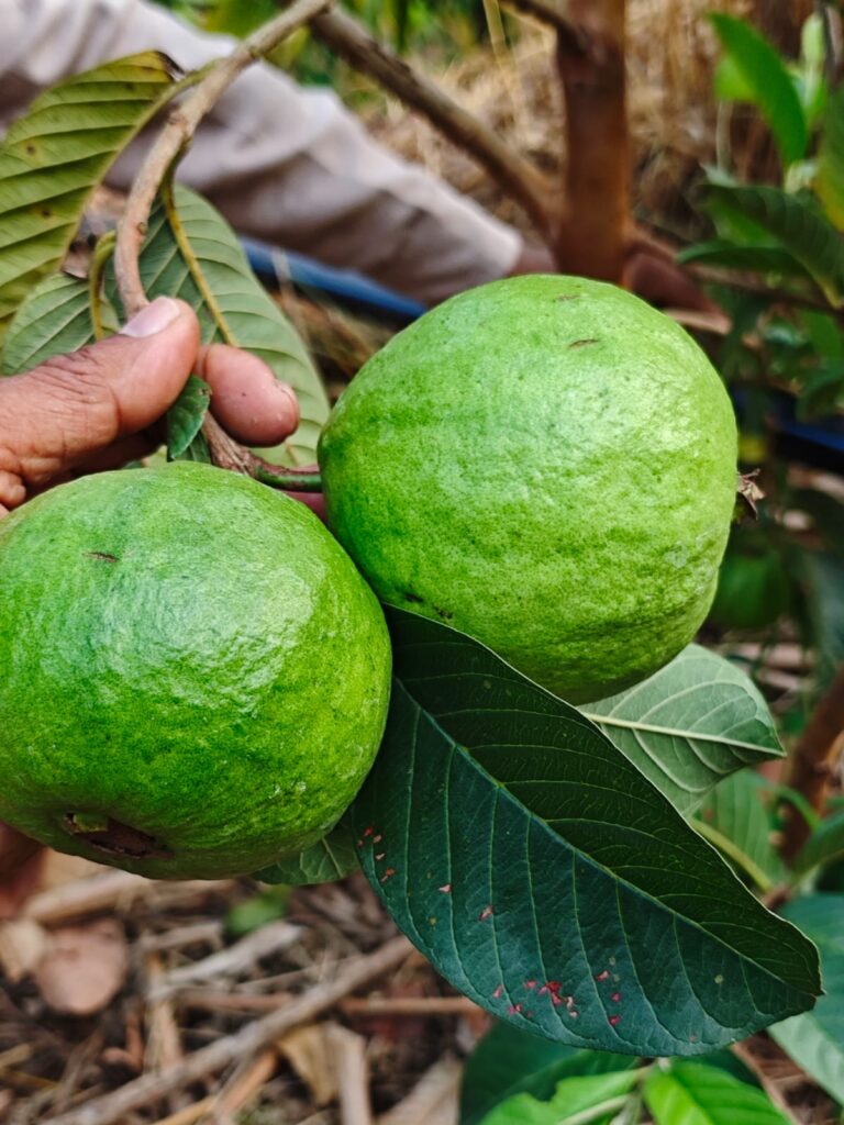 WhatsApp Image 2025-08-04 at 20.13.07_b34ac156