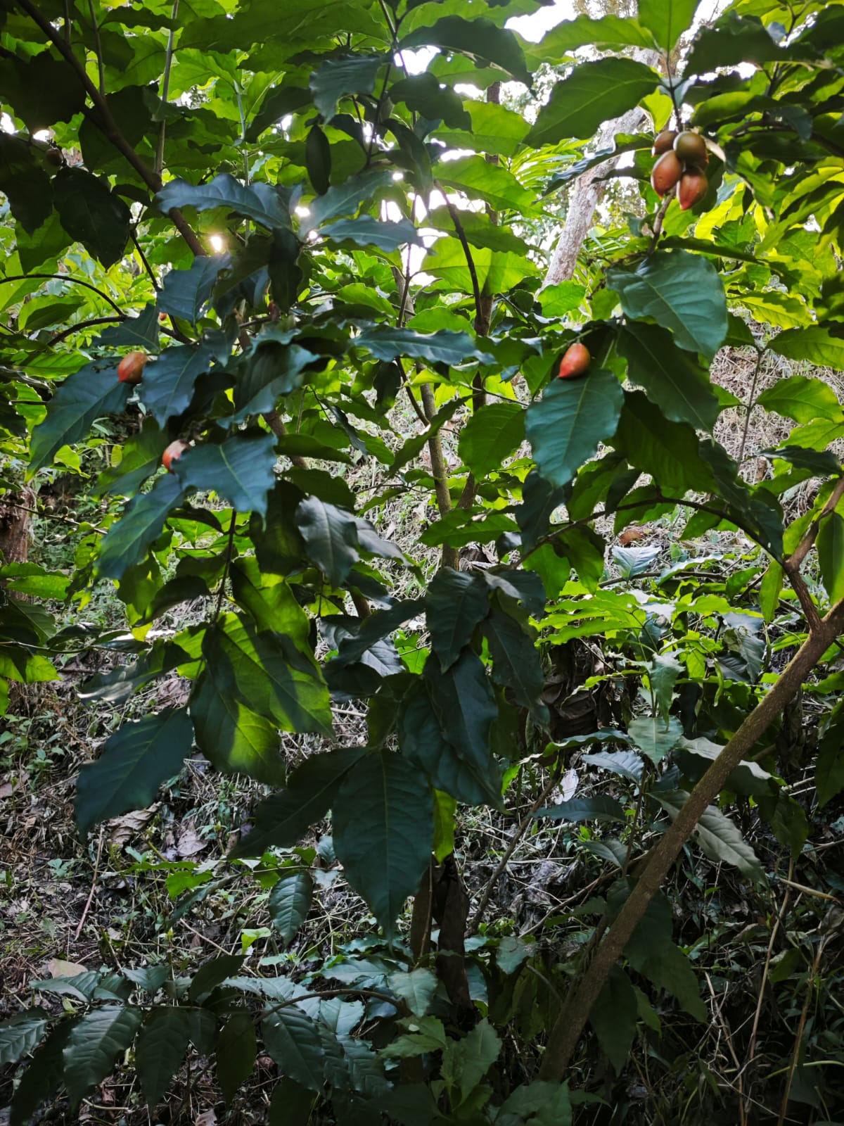 WhatsApp Image 2025-08-04 at 20.26.40_e2a279f3